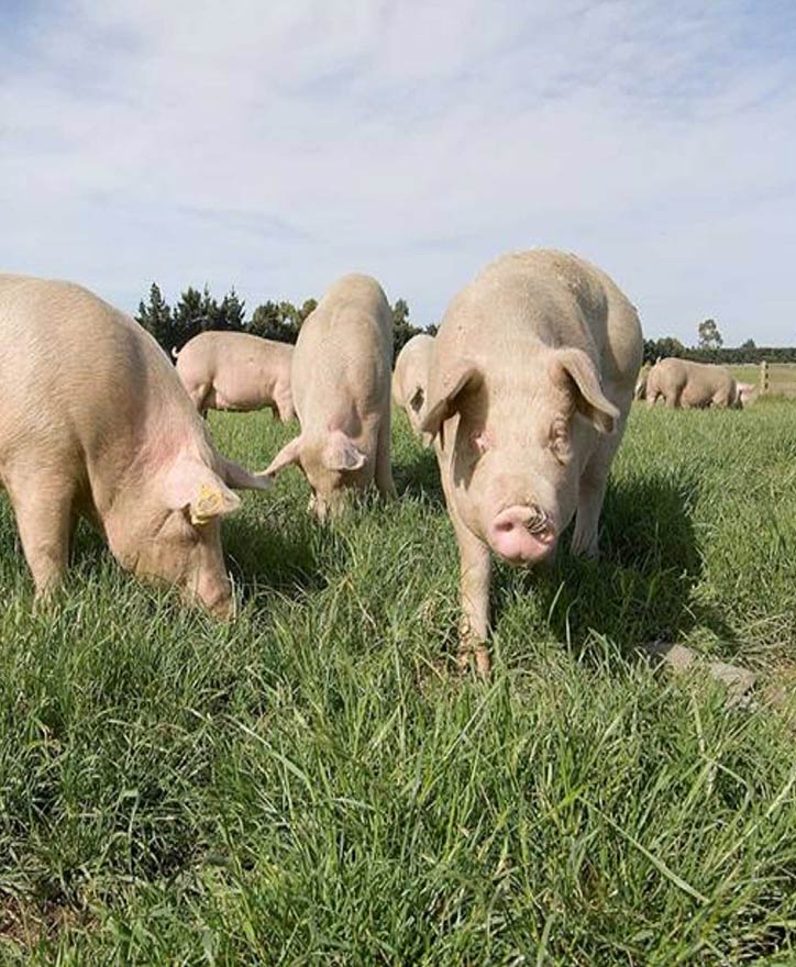 pork